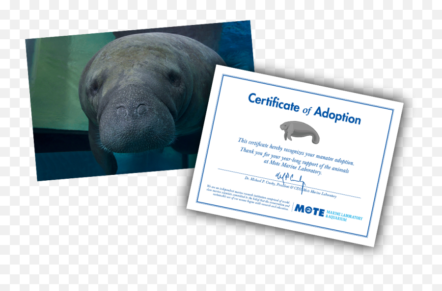 Adopt A Manatee Mote Marine Laboratory U0026 Aquarium - Portable Network Graphics Png,Manatee Png