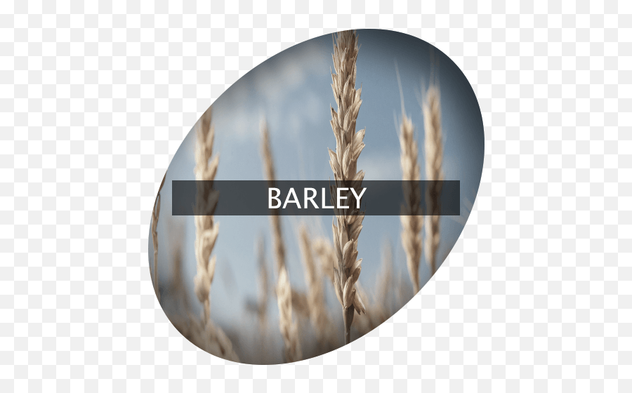 Barley Indigrowcom - Emmer Png,Barley Png