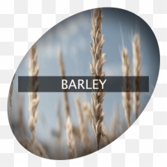 Barley Indigrowcom - Emmer Png,Barley Png