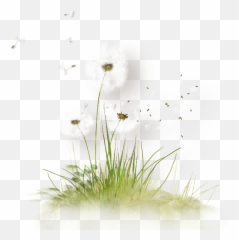 Dandelion Transparent Png Arts