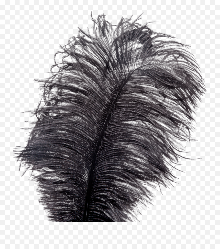 Showgirl Feather Tickler - Bird Png,Feather Png