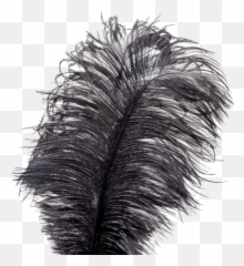 Showgirl Feather Tickler - Bird png