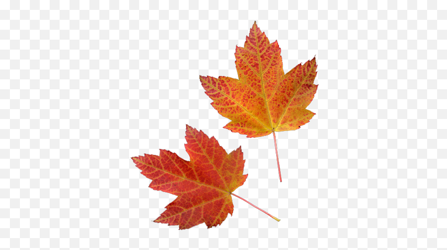 Vector Download Fall Transparent Tumblr - Fall Png,Fall Transparent Background