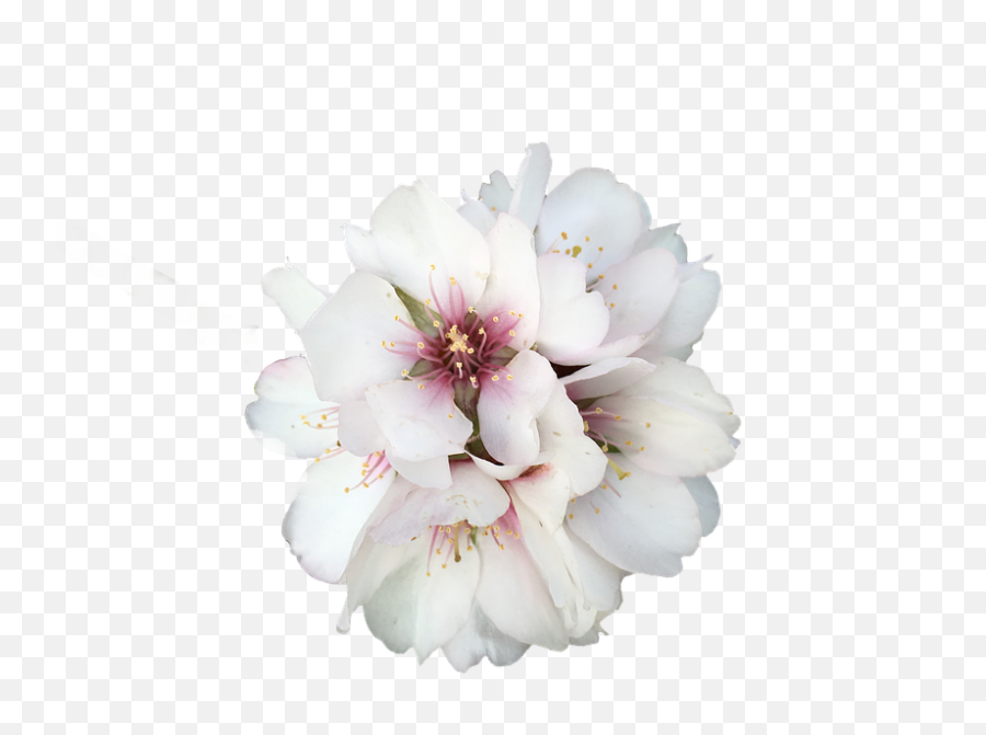 Flower White Flowers - Flower Png,White Flower Transparent
