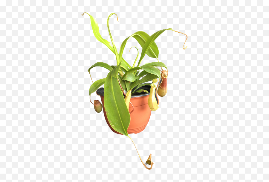 House Plant Monkey Cup - Unique And Unusual Indoor Flowerpot Png,Indoor Plant Png