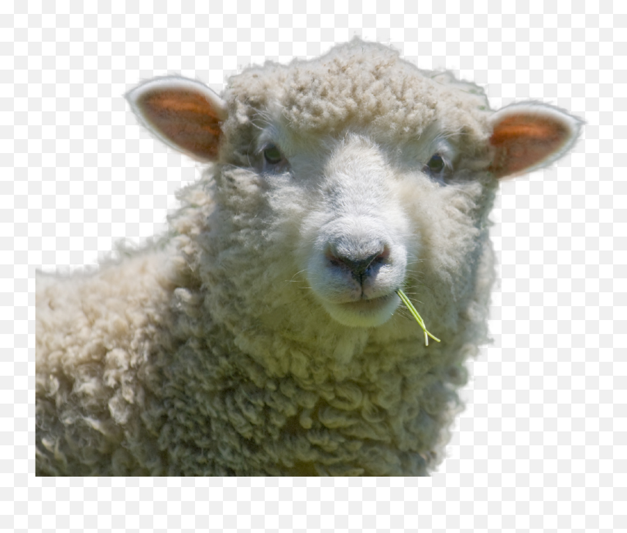Lambs Eating Grass Transparent Png - Tanka Poem About Cows,Sheep Transparent