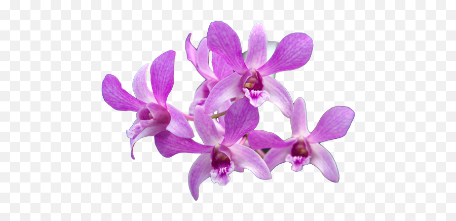 2578 Kbyte V78 Orchids Ln81 1352168 - Png Images Pngio Png Cattleya,Orchid Png