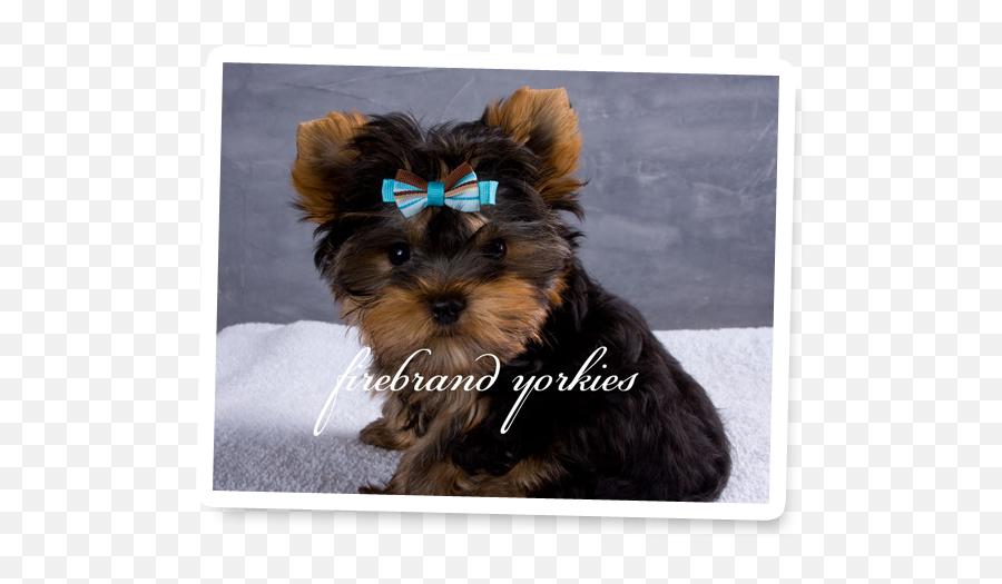 Firebrand Yorkies Quality Yorkshire Terrier Breeder In Wi - Picture Frame Png,Yorkie Png