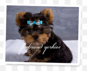 Firebrand Yorkies Quality Yorkshire Terrier Breeder In Wi - Picture Frame Png,Yorkie Png