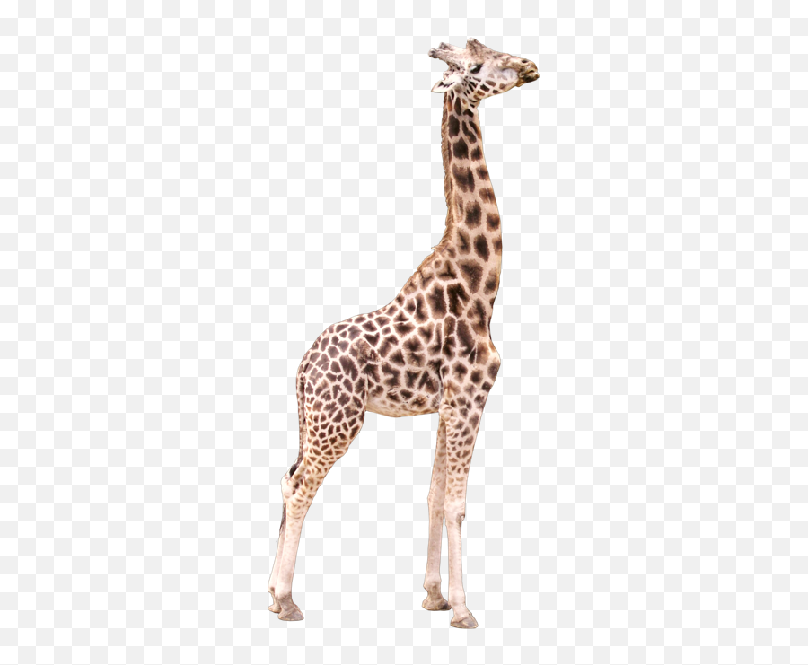 Giraffe Transparent Png - 3d,Giraffe Transparent