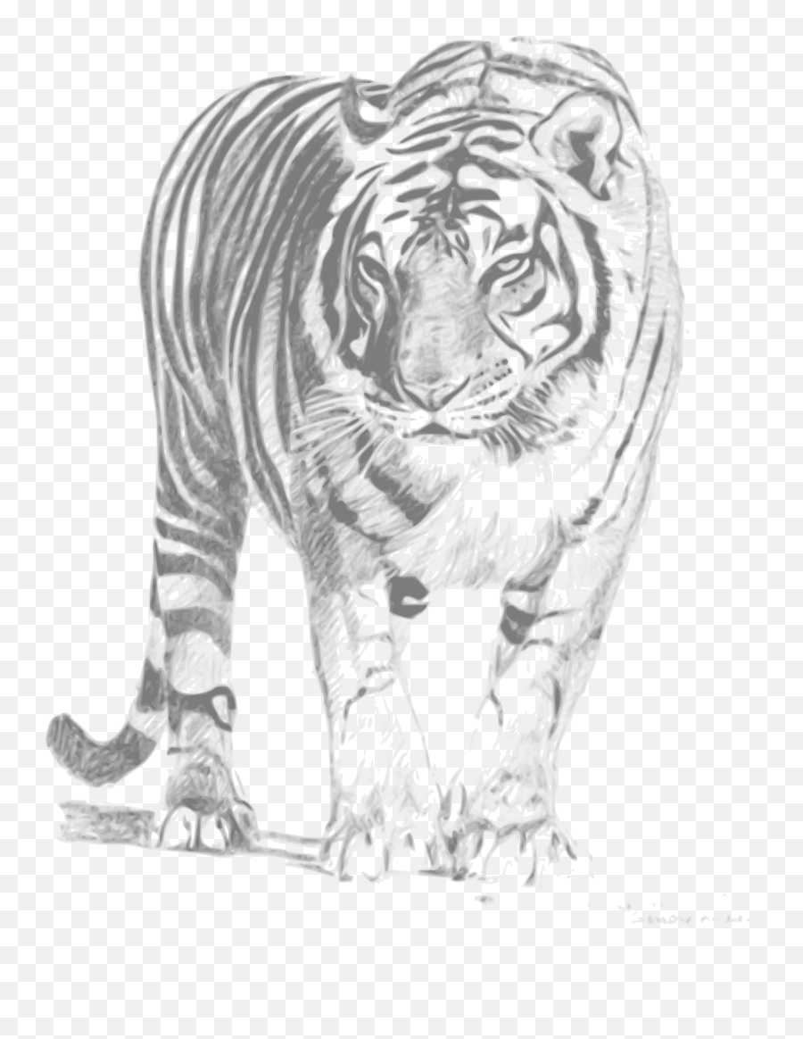 White Tiger Transparent Png Clipart - Royal Bengal Tiger Sketch,White Tiger Png