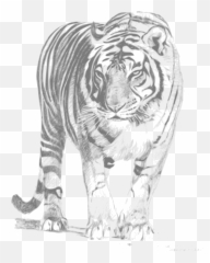 White Tiger Transparent Png Clipart - Royal Bengal Tiger Sketch,White Tiger Png