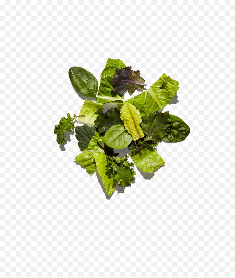Chipotle - Romaine Lettuce Peppermint Png,Lettuce Transparent