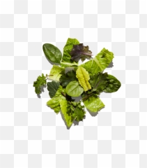 Chipotle - Romaine Lettuce Peppermint png