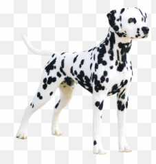 Our - Transparent Great Dane Png,Dalmatian Png