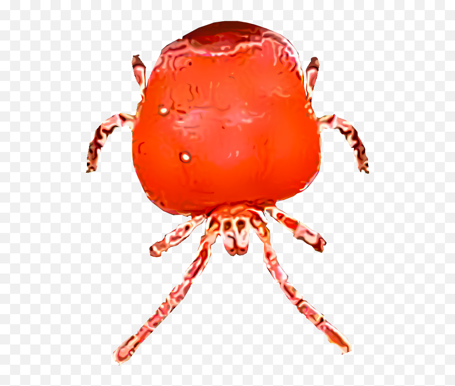 Transparent Bugs Red Picture 1219843 - Leaf Beetle Png,Bugs Png