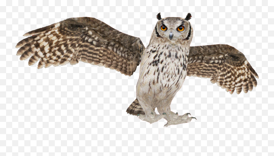 Zoo Ty 2 Owl Png Icon, The Round Table Zt2