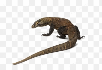 Komodo Dragon Png Photos - Komodo Dragon Png,Komodo Dragon Png