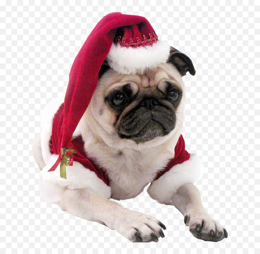 Christmas - Christmas Dog Transparent Background Png,Pug Transparent Background