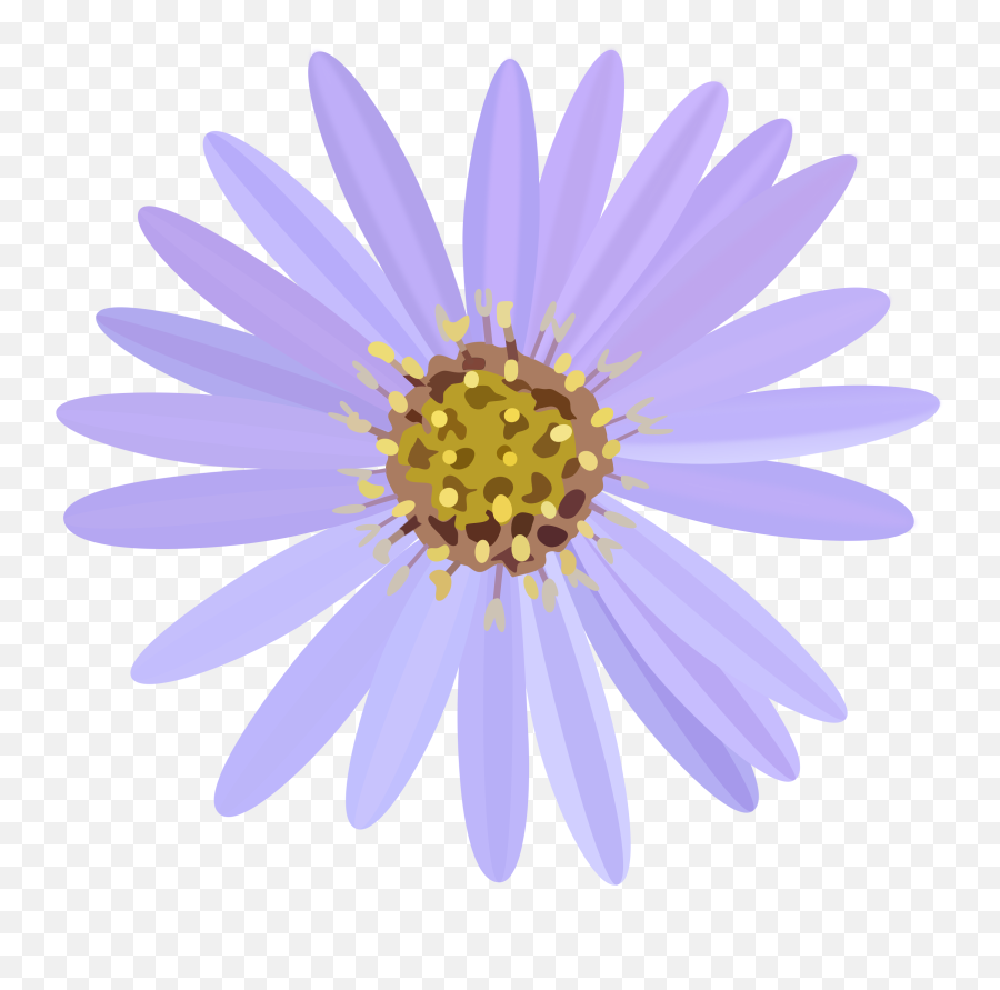 Pink Daisy Png - Aster Flowering Plant Daisy Family Aster Flower Png,Daisy Png