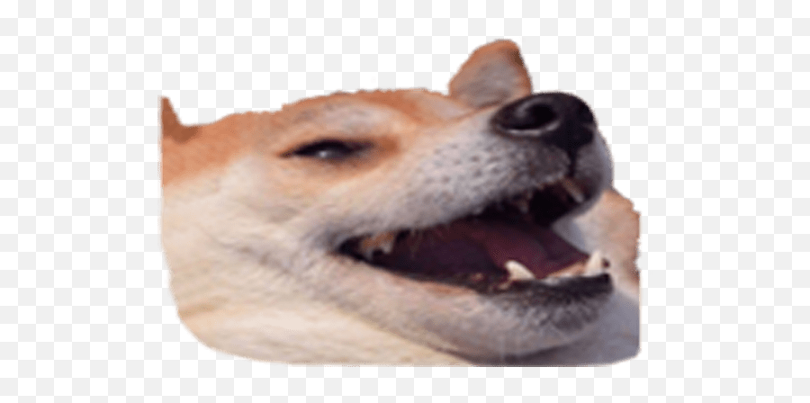 Download Design Any Discord Emoji - You Take A Shit And They Discord Dog Emoji Png,Shit Emoji Png