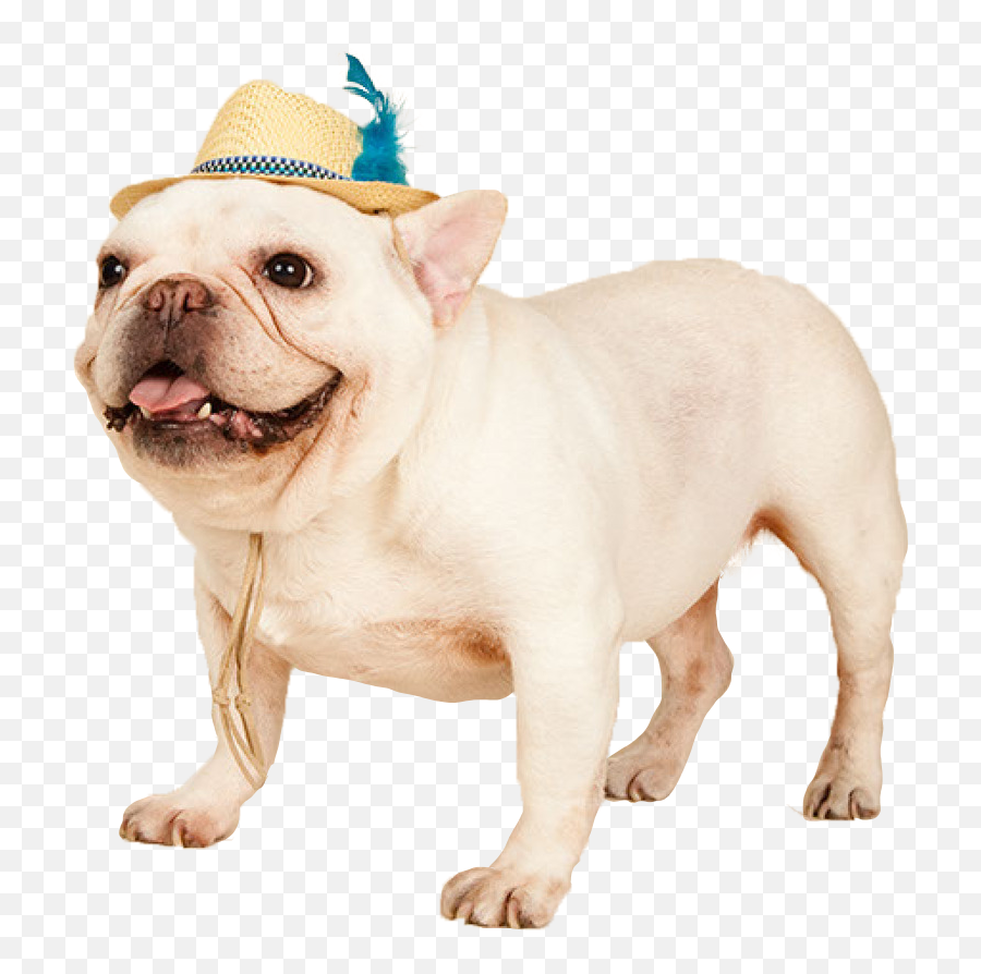 Download Cowdog - Toy Bulldog Full Size Png Image Pngkit Toy Bulldog,Bulldog Transparent Background