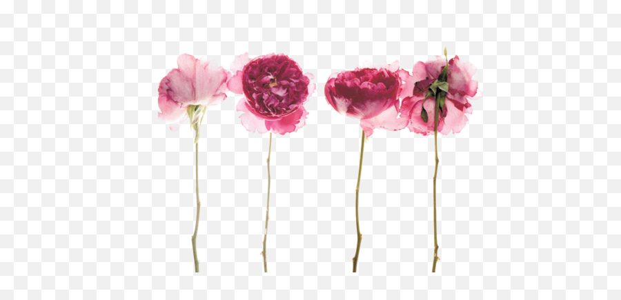 Tumblr - Peony With Stem Tattoo Png,Dead Flowers Png