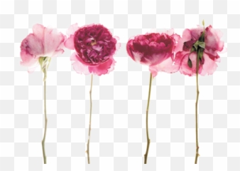 Tumblr - Peony With Stem Tattoo Png,Dead Flowers Png