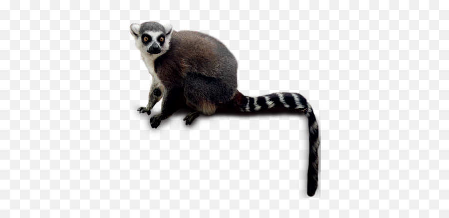 Download Free Png Lemur - Lemur Png,Lemur Png