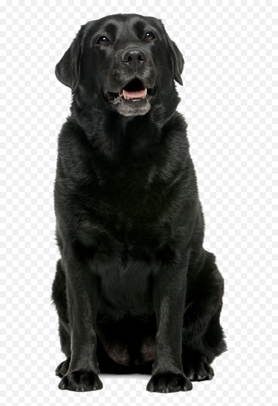 Career Dogs Australia - Lab Dog Black Png,Dog Png