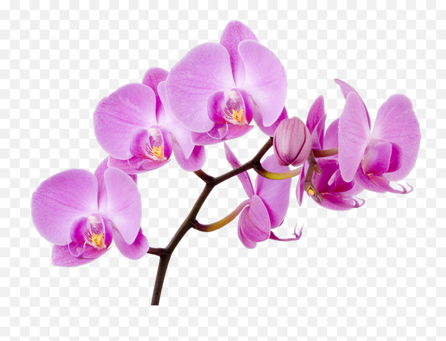 Download Lilies Flower Singapore Moth Water Orchids Orchid - Transparent Background Orchid Clip Art Png,Lilies Png