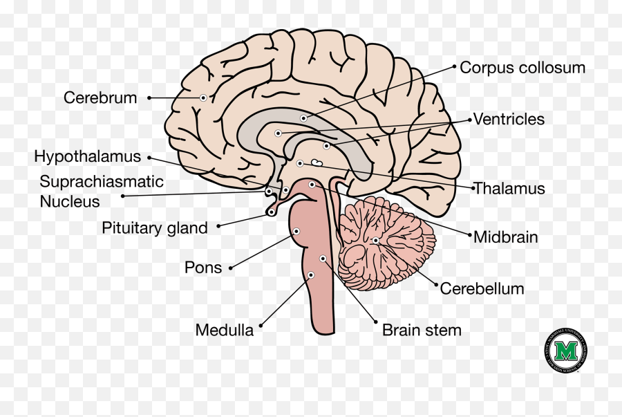 Download Hd Sagittal View Of The Human Brain - Labeled Sagittal Section Of Brain Labelled Png,Brain Outline Png
