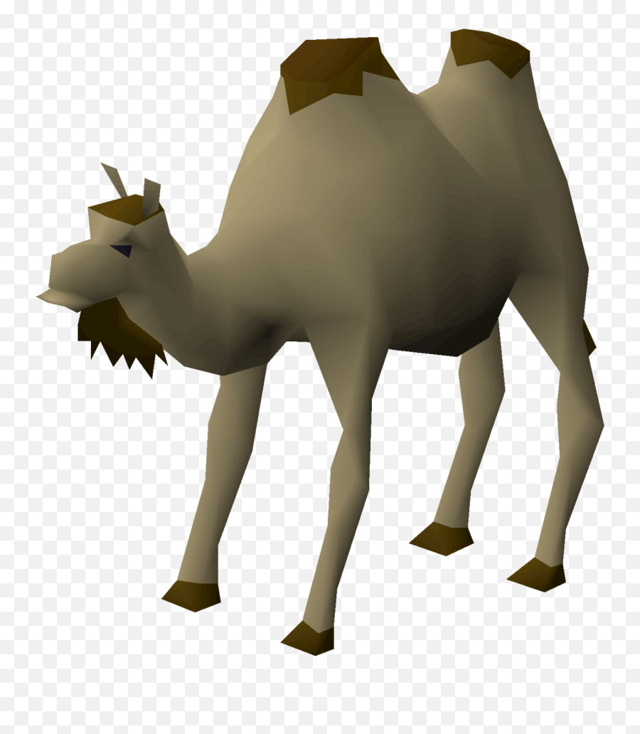 Al The Camel - Al The Camel Osrs Png,Camel Png