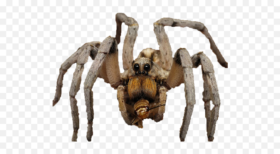 Download Hd File 131673142251 - Big Spider Png Transparent Big Spider Png,Spider Png