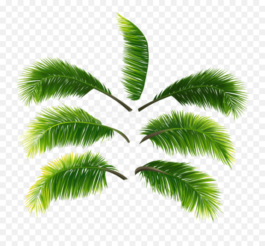 Download Free Png Palm Leaves Clipart Photo - High Resolution Coconut Leaf Png,Leaves Clipart Png