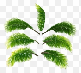 Download Free Png Palm Leaves Clipart Photo - High Resolution Coconut Leaf Png,Leaves Clipart Png
