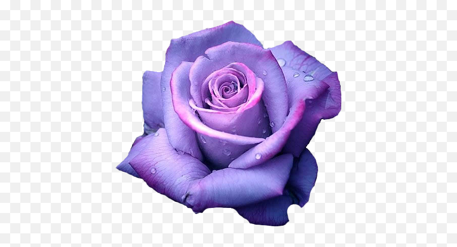 Light - Purple Rose Transparent Background Png,Purple Rose Png
