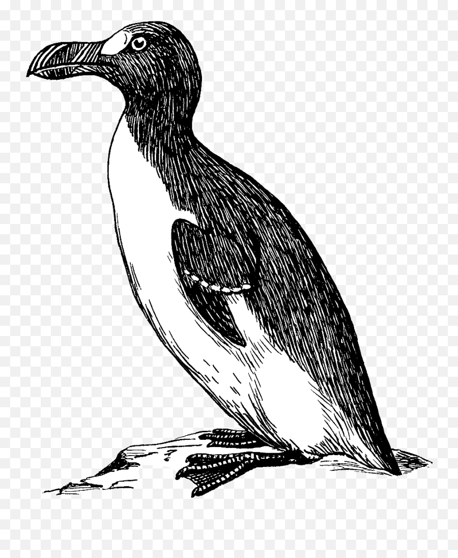 Fileauk Psppng - Wikimedia Commons Great Auk Png,Psp Png