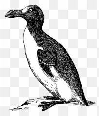Fileauk Psppng - Wikimedia Commons Great Auk Png,Psp Png