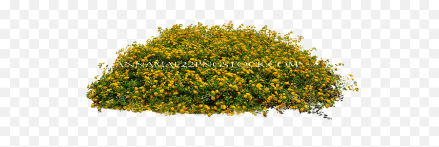 Misc Nature Png Stock Photos - Small Flower Plant Png,Yellow Flower Transparent