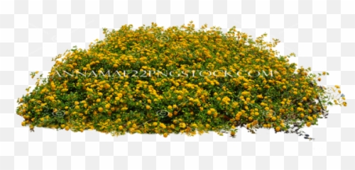 Misc Nature Png Stock Photos - Small Flower Plant Png
