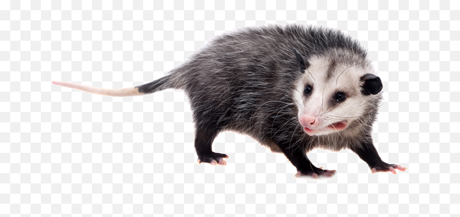 Possum - Possum White Background Png,Possum Transparent