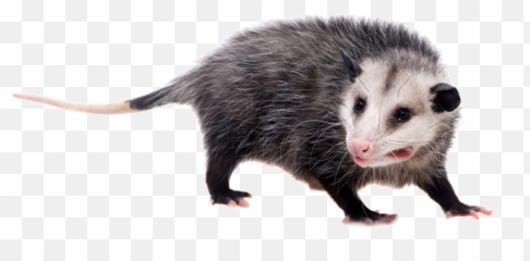 Possum - Possum White Background Png,Possum Transparent