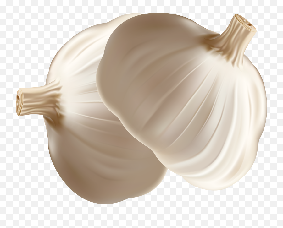 Garlic Onion Euclidean Vector - Transparent Garlic Vector Png,Garlic Transparent Background