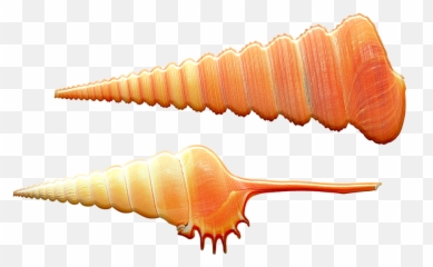Seashells Shells Conch - Sushi Png,Seashells Png