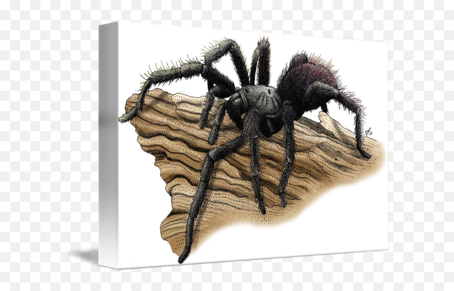 California Tarantula By Roger Hall - Tarantula Png,Tarantula Png