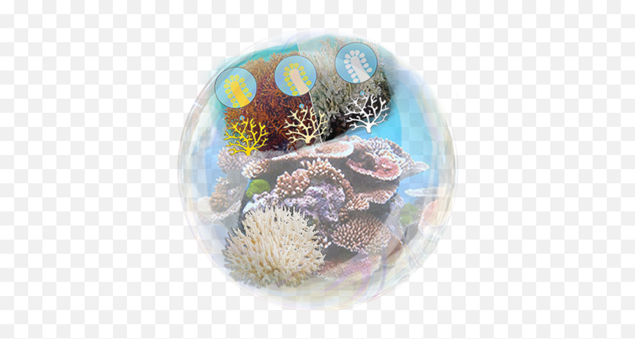 Built - Corales De Puerto Rico Png,Underwater Bubbles Png