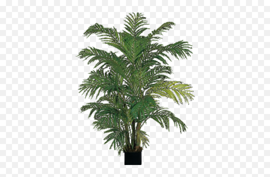 Fern Png And Vectors For Free Download - Dlpngcom Indoor Palm Trees,Ferns Png