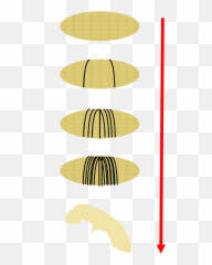Drosophila Embryo Development - Horizontal Png,Embryo Png