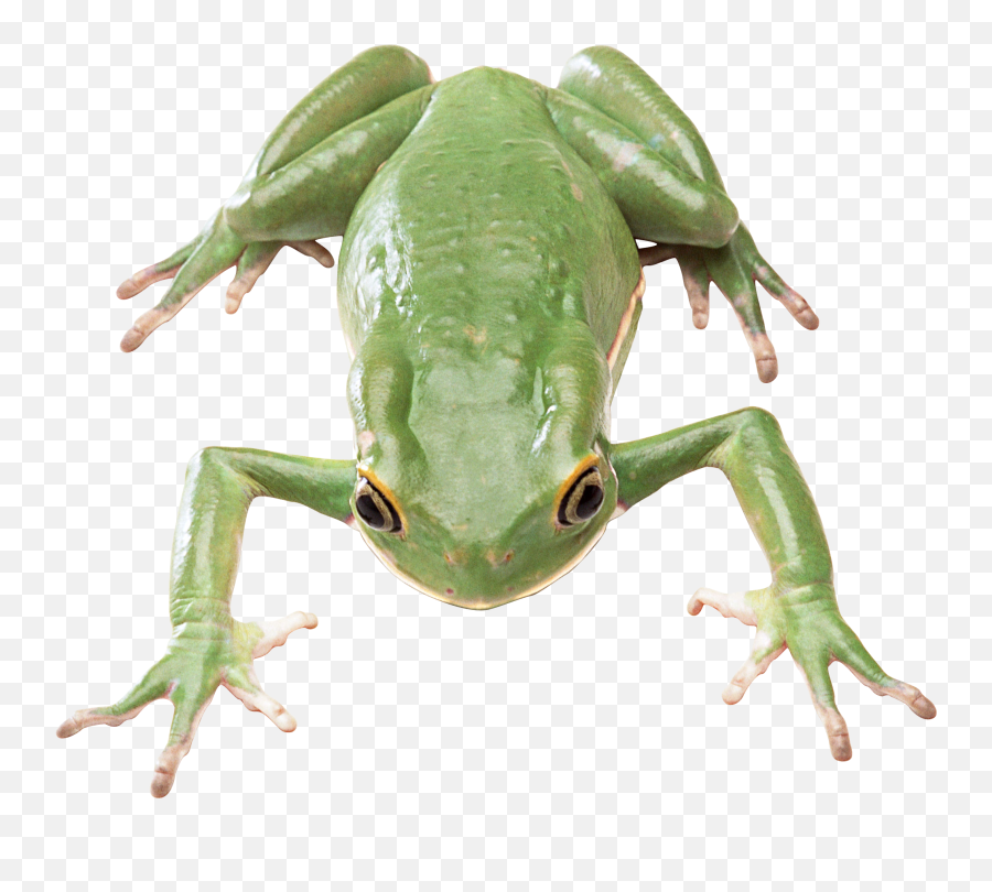 Green Frog Png - Green Frog Transparent Background,Wednesday Frog Png